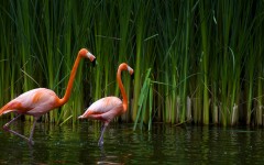 Desktop image. Animals. ID:34768