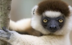 Desktop image. Animals. ID:34772