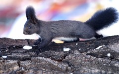 Desktop image. Animals. ID:34773
