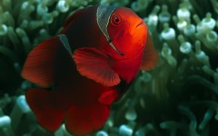 Desktop image. Animals. ID:34774