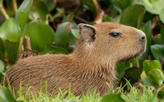 Desktop image. Animals. ID:34775