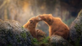 Desktop image. Animals. ID:100448