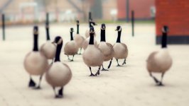 Desktop image. Animals. ID:100439