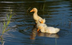 Desktop image. Animals. ID:34778