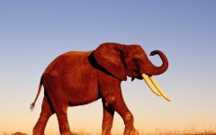 Desktop image. Animals. ID:34781