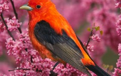 Desktop image. Animals. ID:34782
