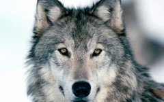 Desktop image. Animals. ID:34784