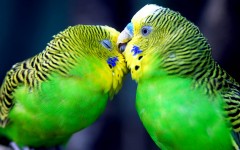 Desktop image. Animals. ID:34786