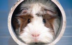 Desktop image. Animals. ID:34789