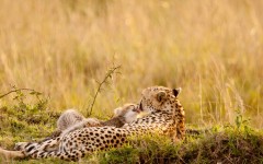 Desktop image. Animals. ID:34792