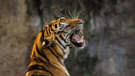 Desktop image. Animals. ID:100180