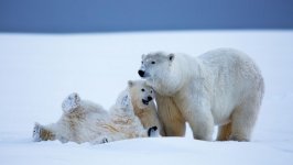 Desktop image. Animals. ID:100134