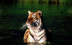 Desktop image. Animals. ID:34798