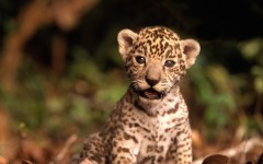 Desktop image. Animals. ID:34799
