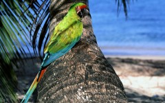 Desktop image. Animals. ID:34800