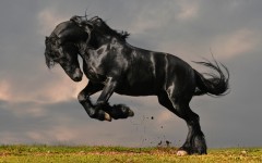 Desktop image. Animals. ID:51783