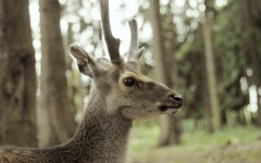 Desktop image. Animals. ID:34807