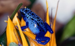 Desktop image. Animals. ID:34809