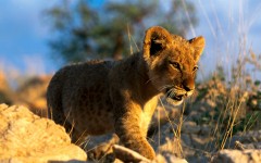 Desktop image. Animals. ID:34810