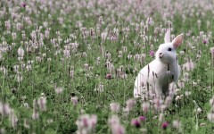 Desktop image. Animals. ID:34811