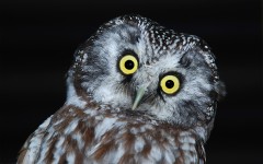 Desktop image. Animals. ID:51796