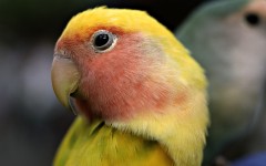 Desktop image. Animals. ID:34813