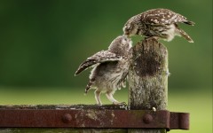 Desktop image. Animals. ID:51877