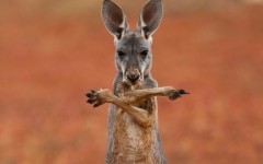 Desktop image. Animals. ID:51913