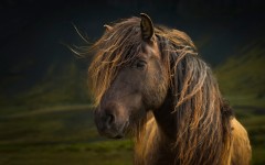 Desktop image. Animals. ID:51926