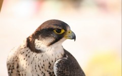 Desktop image. Animals. ID:52101