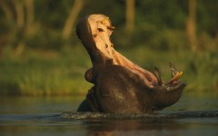 Desktop image. Animals. ID:34818