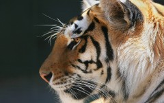 Desktop image. Animals. ID:34820
