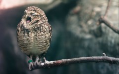 Desktop image. Animals. ID:52100