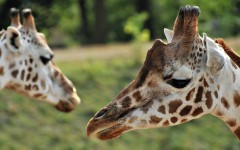 Desktop image. Animals. ID:34822