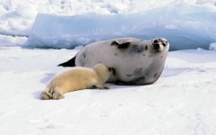 Desktop image. Animals. ID:34824