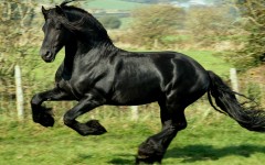 Desktop image. Animals. ID:34825