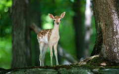Desktop image. Animals. ID:51786