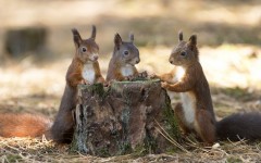 Desktop image. Animals. ID:52083