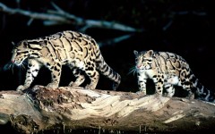 Desktop image. Animals. ID:34829