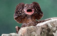 Desktop image. Animals. ID:34832