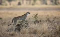 Desktop image. Animals. ID:51943