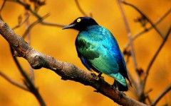 Desktop image. Animals. ID:34839