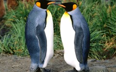 Desktop image. Animals. ID:34841