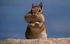 Desktop image. Animals. ID:52125