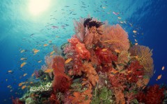 Desktop image. Animals. ID:34845