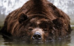 Desktop image. Animals. ID:52149