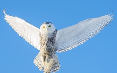 Desktop image. Animals. ID:52158