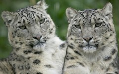 Desktop image. Animals. ID:34856