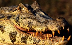 Desktop image. Animals. ID:34864