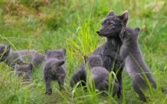 Desktop image. Animals. ID:52183